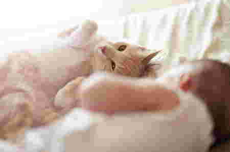 introducing pets to newborn