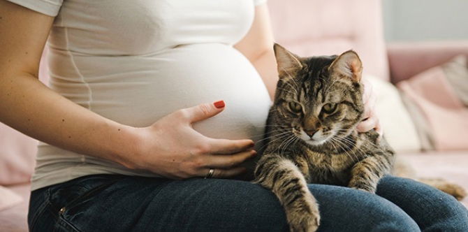 Jangan Risau, Ibu Tak Perlu Buang Kucing Kesayangan. Ini Sebenarnya Cara Selamat Untuk Urus Meow Ketika Hamil