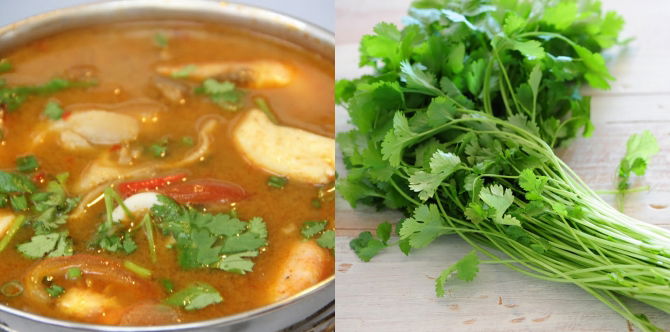 Daun Ketumbar (Coriander): 15 Khasiat Daun Ketumbar Untuk Kesihatan