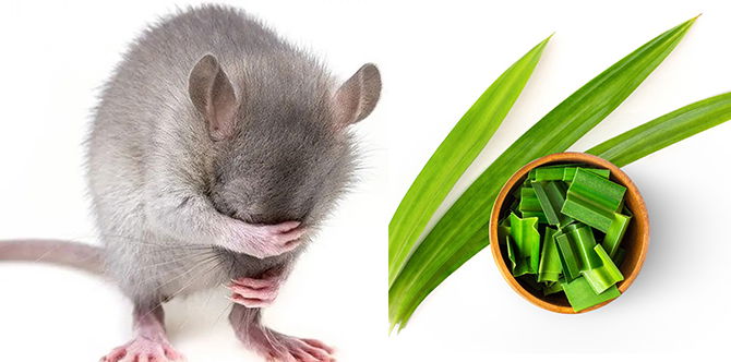 Stress ‘Cik Ti’ Bersarang Di Rumah? Ini Cara Halau Tikus Guna Bahan Semula Jadi Tanpa Perlu Membunuh