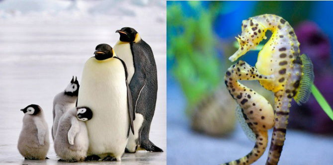 10 Jenis Haiwan Dengan Gaya Keibubapaan Yang Unik, No.7 Paling Comel Bila Jaga Anak!