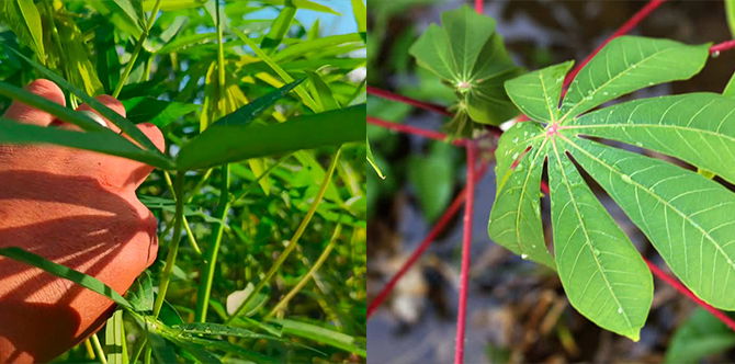 Cara Pilih Jenis Pucuk Ubi Yang Mana Pahit Dan Tak Pahit , Rupanya Banyak Manfaat Untuk Kesihatan