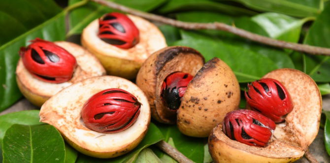 Buah Pala (Nutmeg): Kandungan Nutrisi, Kegunaan Dan Khasiat Untuk Kesihatan