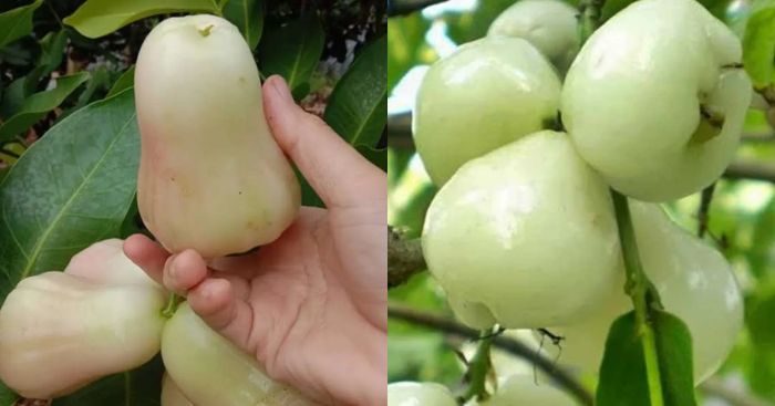 Jambu Susu, Buah Unik Yang Jarang Ditemui! Ini Kebaikan Dan Khasiatnya Kepada Tubuh