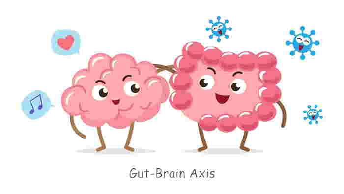 Gut brain
